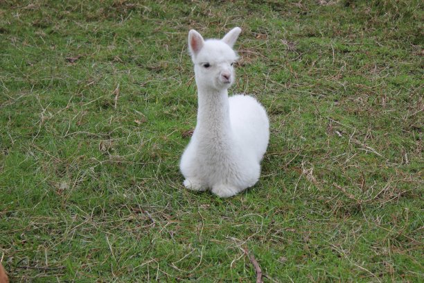 alpaca