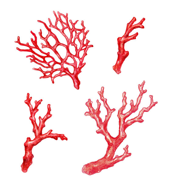 corals