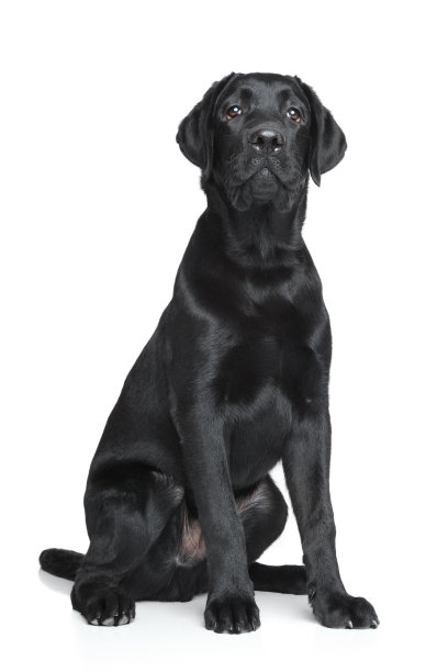 labrador