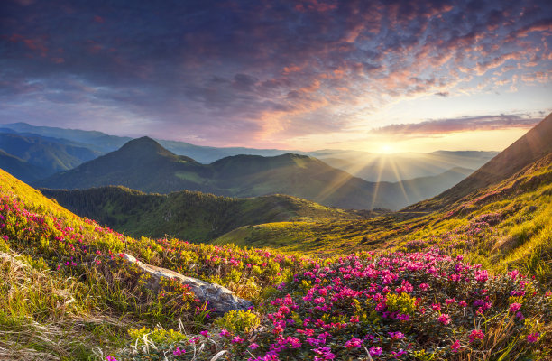 春天百花盛开万物复苏