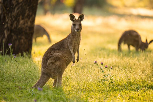 kangaroo