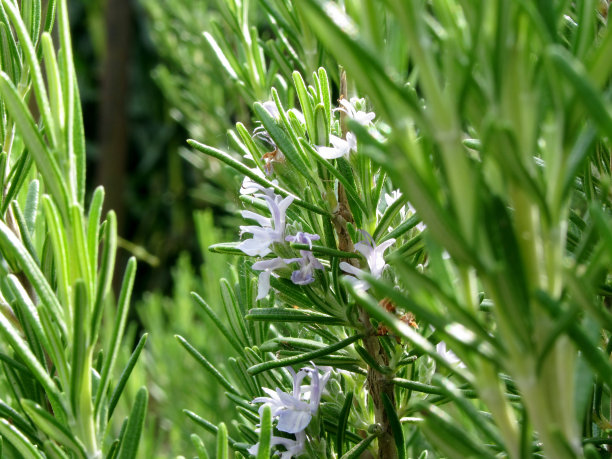 rosemary