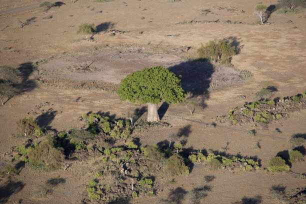 baobab