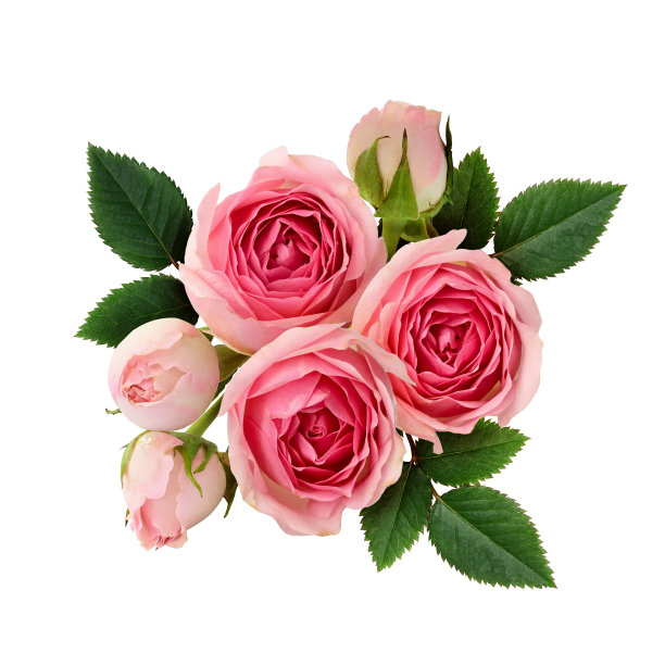 roses