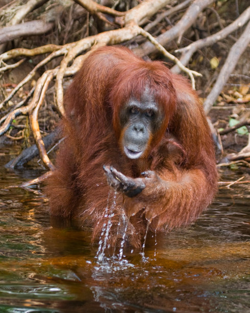 pongo