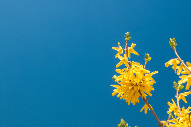 forsythia