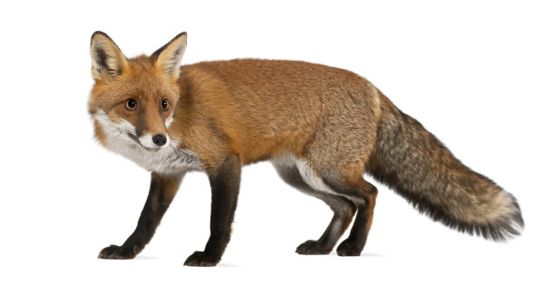 vulpes