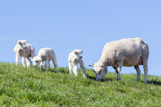 草原上的牛羊