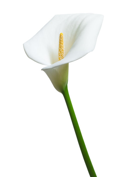calla