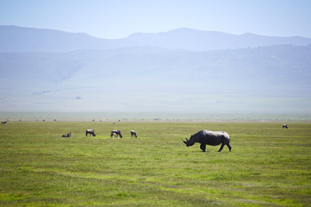 ngorongoro
