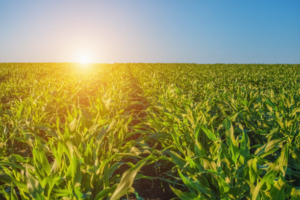 corn