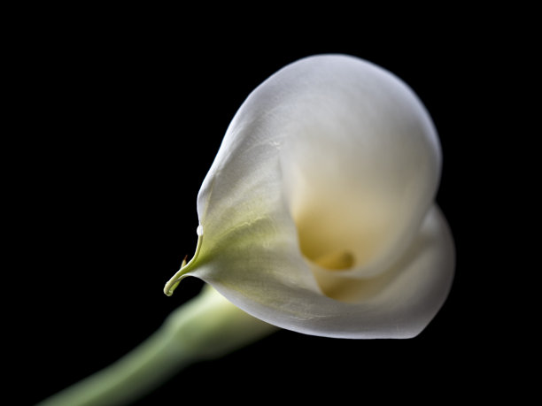 zantedeschia