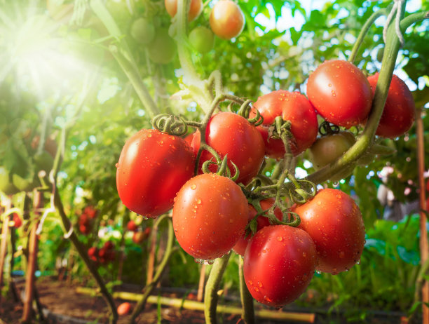 tomato
