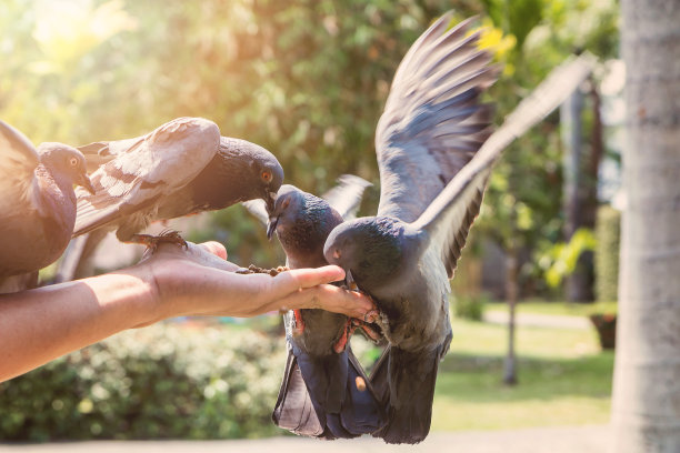 pigeon