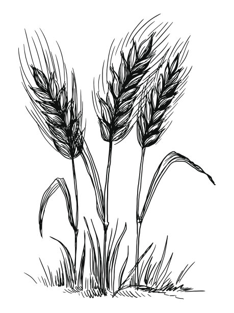 triticum