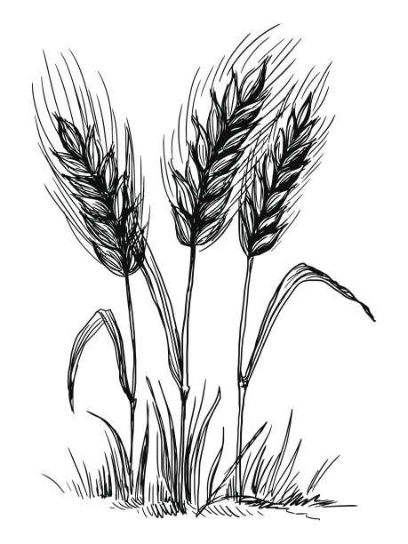 小麦插图