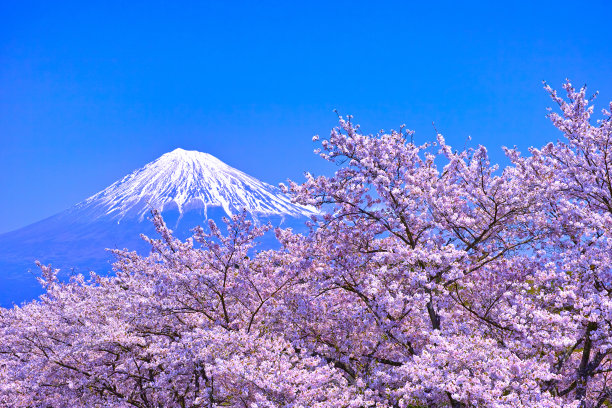 fuji