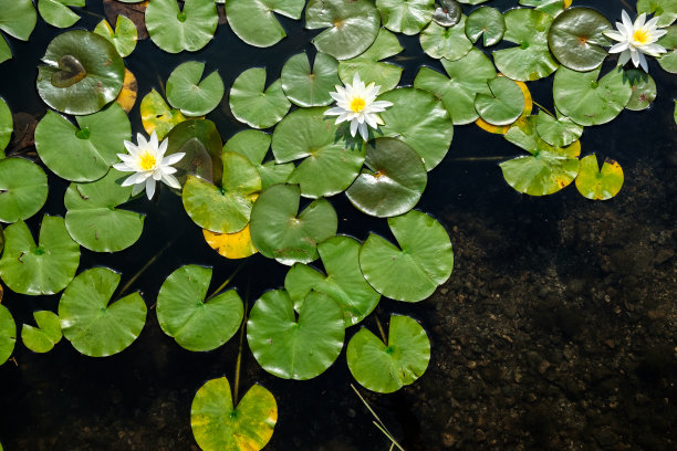 池塘中的睡莲