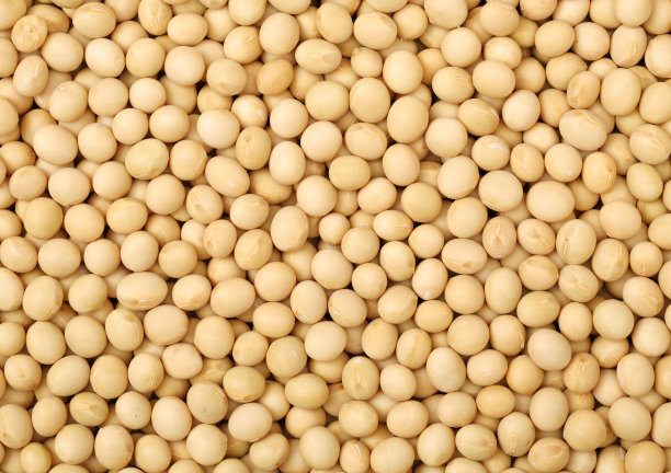 bean