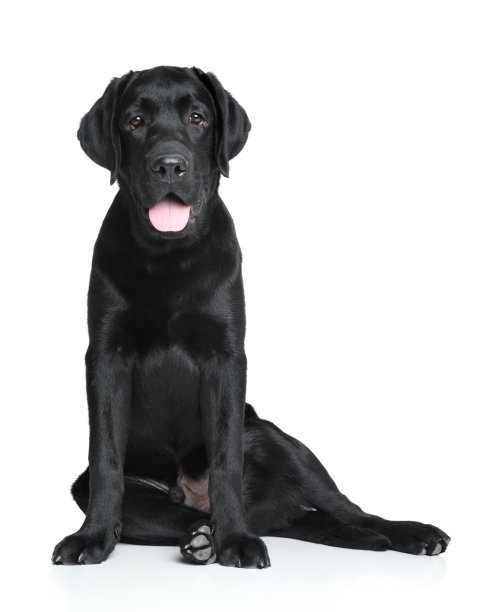 labrador