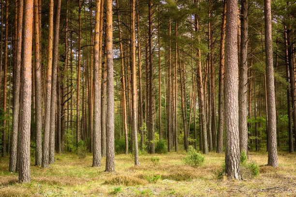 pine