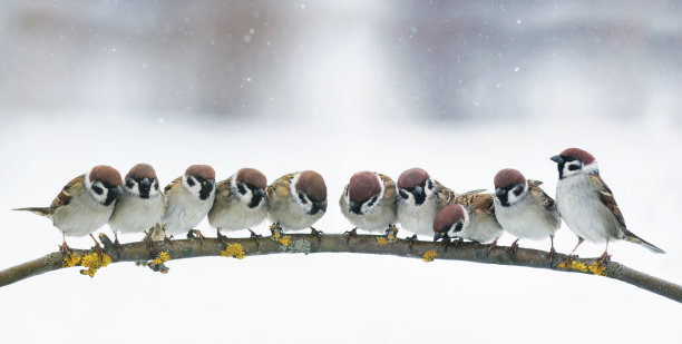 sparrow