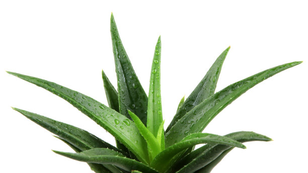 aloe