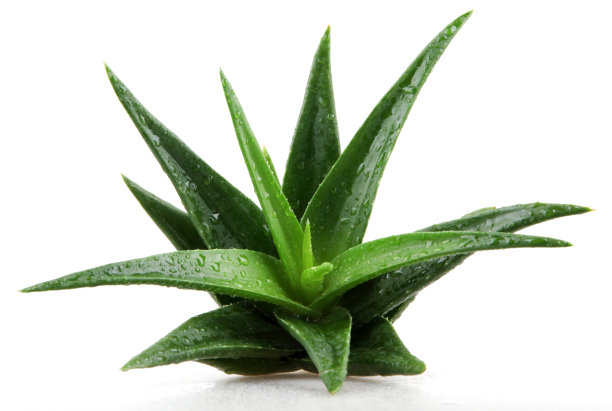 aloe
