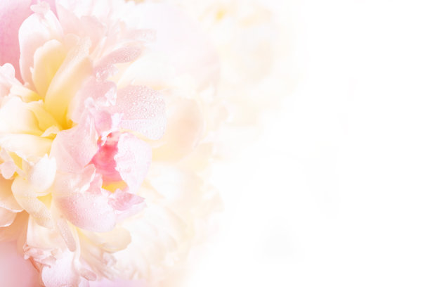 peony