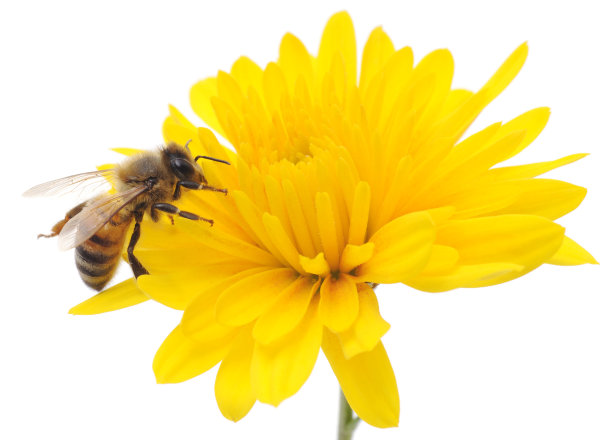 pollination