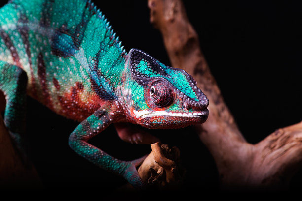 chamaeleon