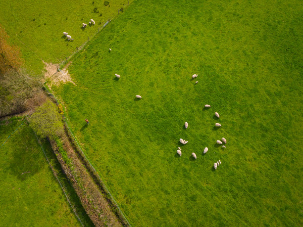 草原绵羊
