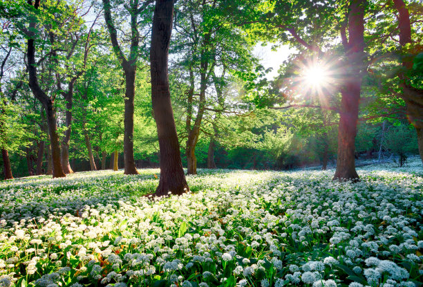 blossoms