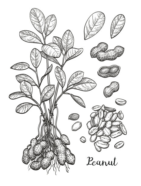 peanut