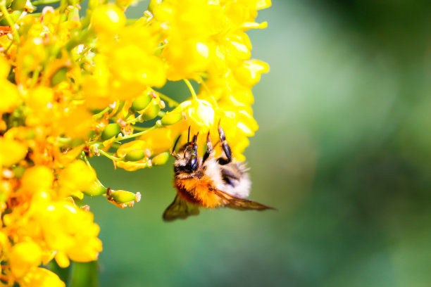 绿色植物蜜蜂采蜜大自然