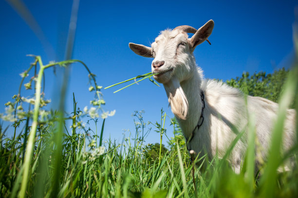goat