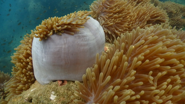 anemonefish