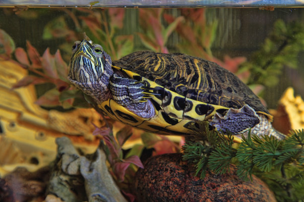 turtle