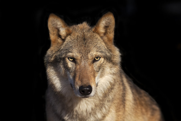 lupus