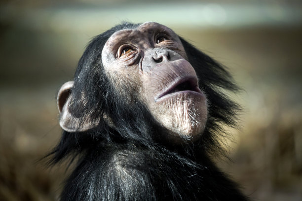 矮黑猩猩