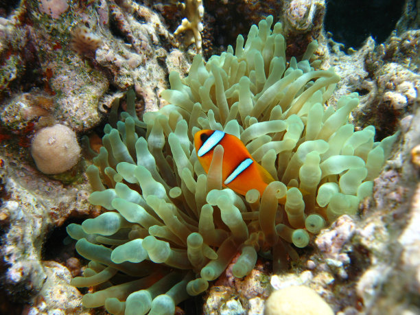anemonefish