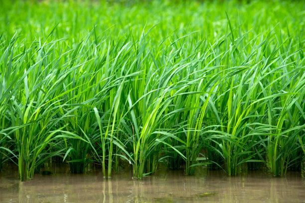 水稻种植