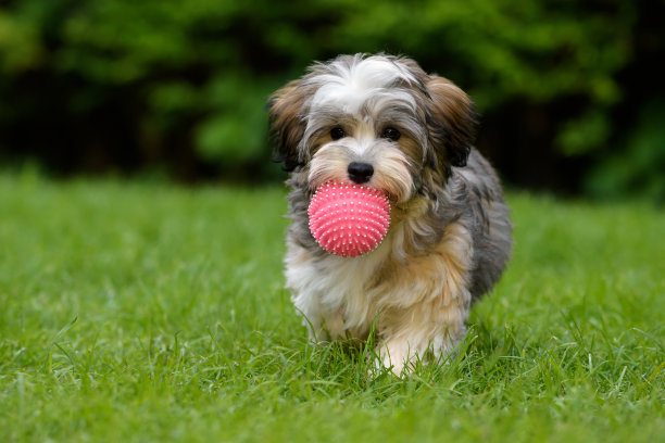 puppy