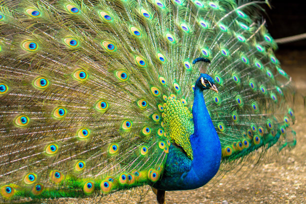 peacock