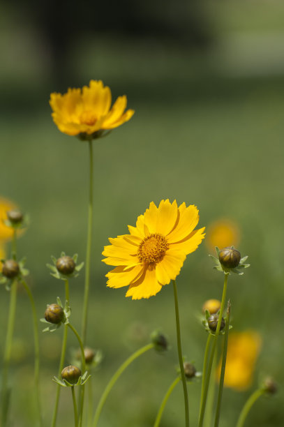 calliopsis