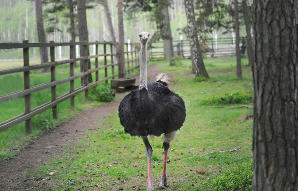 zoo