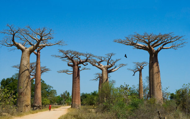baobab
