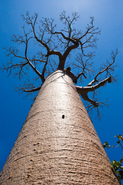 baobab
