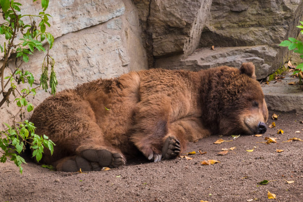 bear