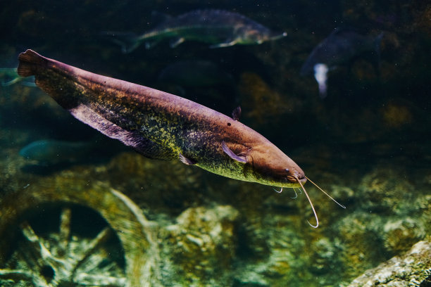 catfish